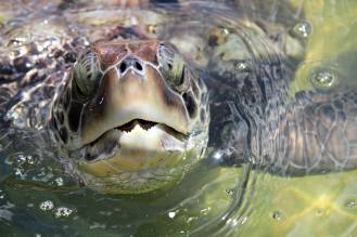Peekaboo Sea Turtle